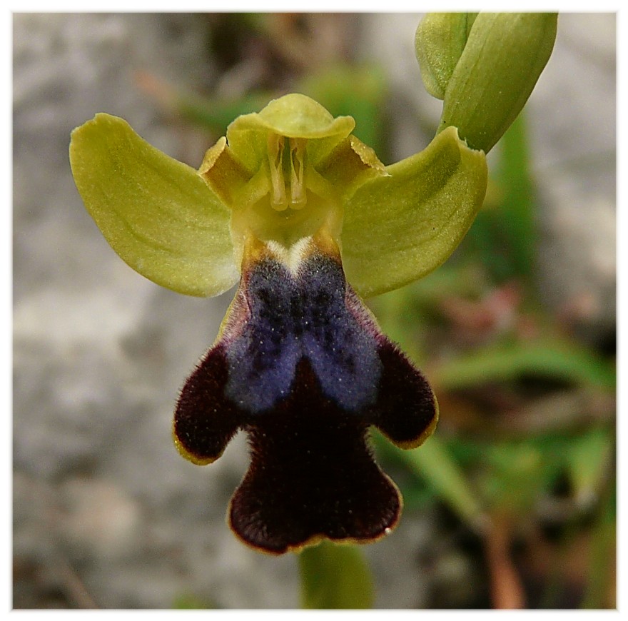 Ophrys lupercalis (gruppo O. fusca)